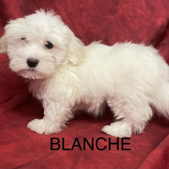 chiot Coton de tulear BLANCHE Coton LOF disponible Domaine de la Chantelaie