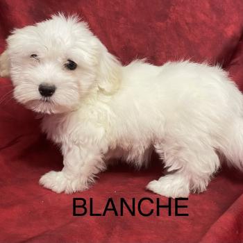 chiot Coton de tulear BLANCHE Coton LOF disponible Domaine de la Chantelaie
