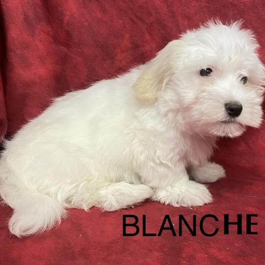 chiot Coton de tulear BLANCHE Coton LOF disponible Domaine de la Chantelaie