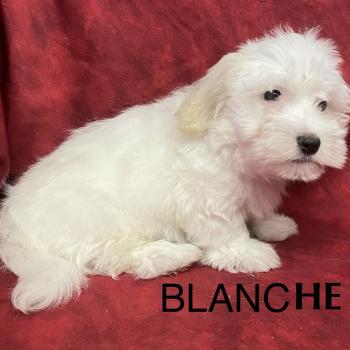 chiot Coton de tulear BLANCHE Coton LOF disponible Domaine de la Chantelaie