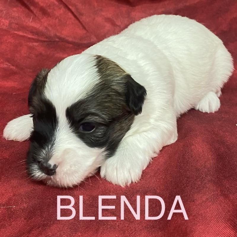 BLENDA. coton LOF à réserver Femelle Coton de tulear