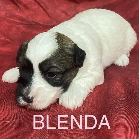 chiot Coton de tulear BLENDA. coton LOF à réserver Domaine de la Chantelaie