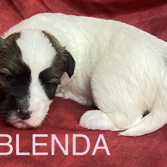 chiot Coton de tulear BLENDA. coton LOF à réserver Domaine de la Chantelaie