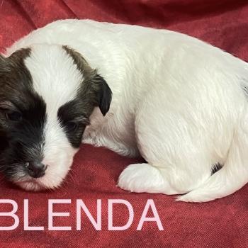 chiot Coton de tulear BLENDA. coton LOF à réserver Domaine de la Chantelaie