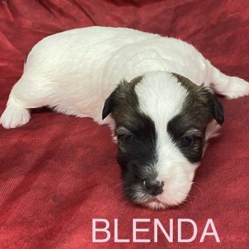 chiot Coton de tulear BLENDA. coton LOF à réserver Domaine de la Chantelaie