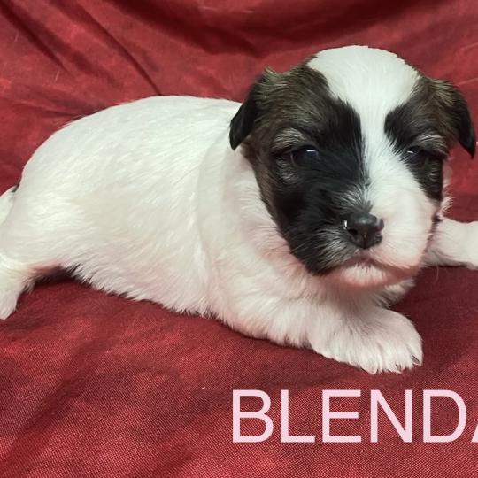 chiot Coton de tulear BLENDA. coton LOF à réserver Domaine de la Chantelaie