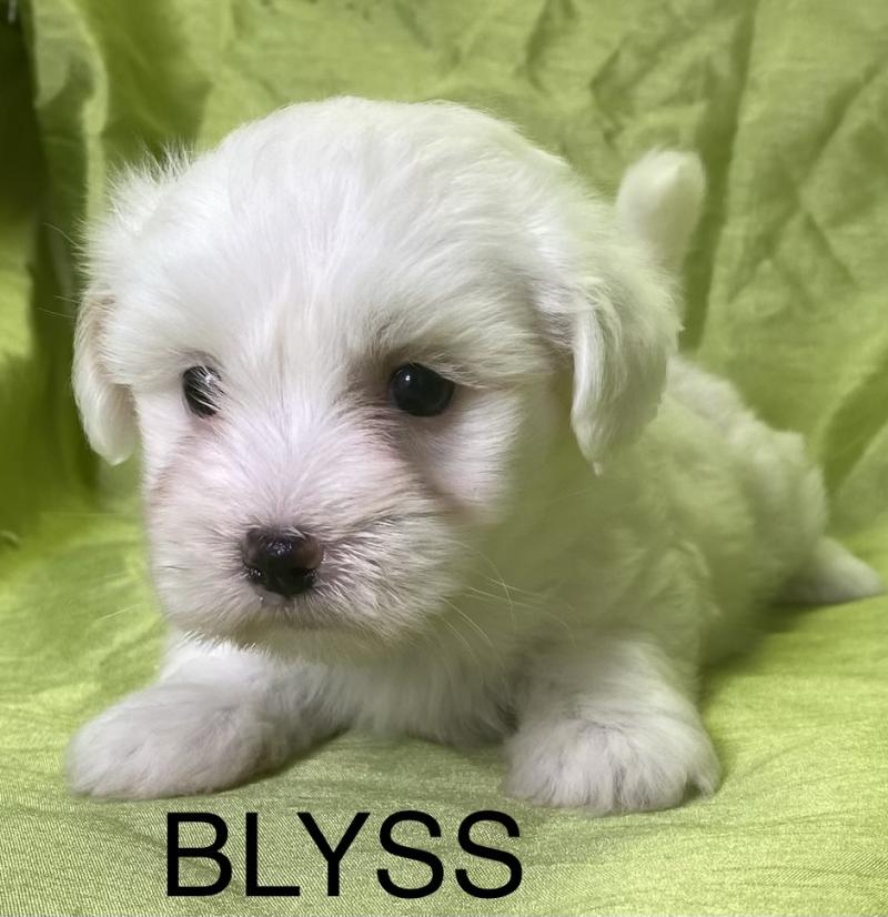 BLYSS coton LOF disponible Femelle Coton de tulear