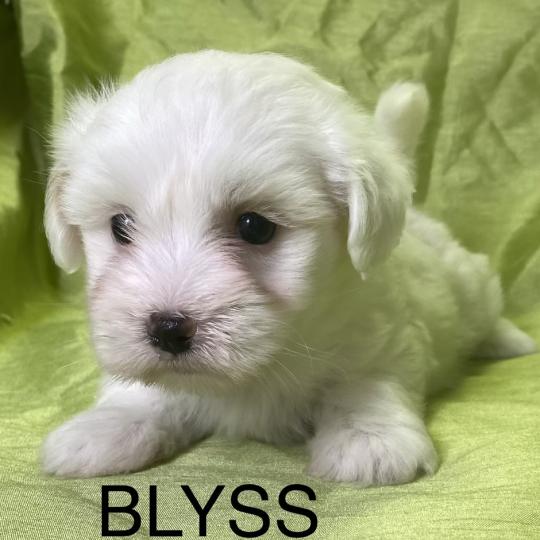 chiot Coton de tulear BLYSS coton LOF disponible Domaine de la Chantelaie