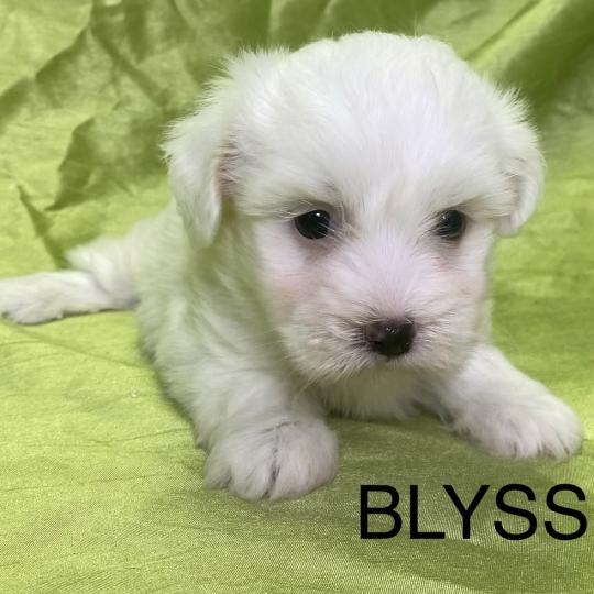 chiot Coton de tulear BLYSS coton LOF disponible Domaine de la Chantelaie
