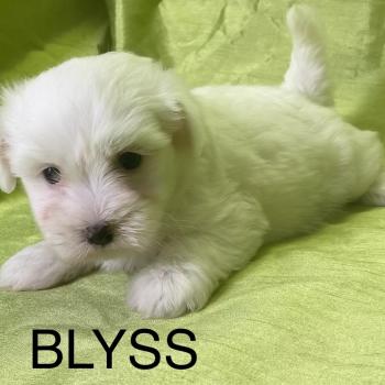 chiot Coton de tulear BLYSS coton LOF disponible Domaine de la Chantelaie