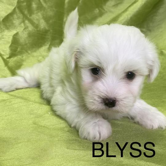 chiot Coton de tulear BLYSS coton LOF disponible Domaine de la Chantelaie