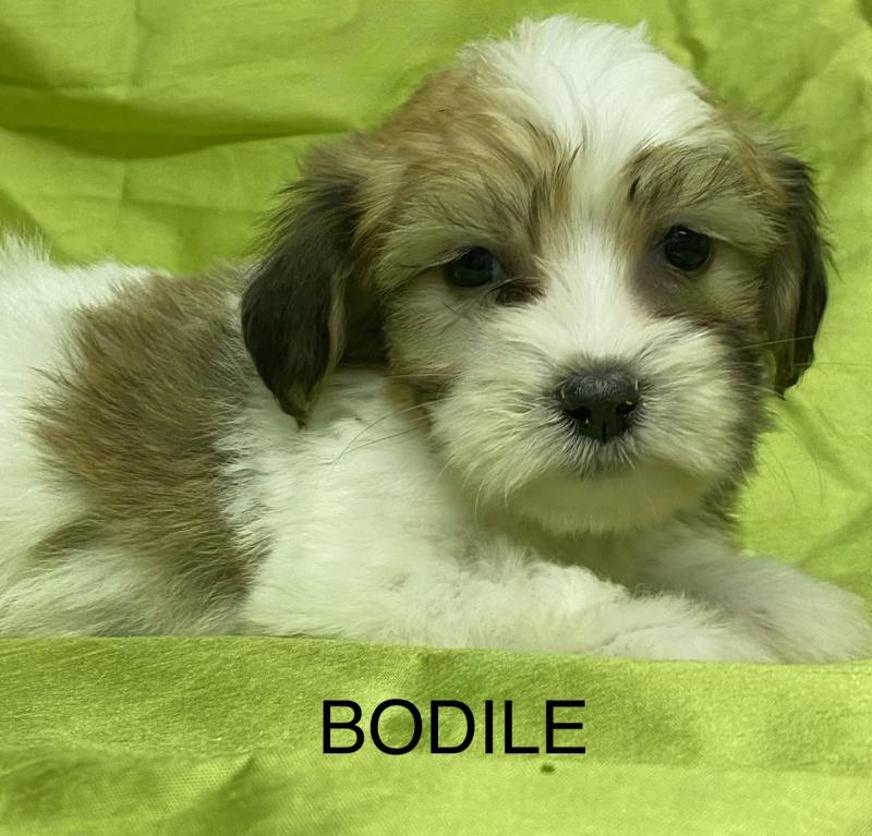 BODILE coton DISPONIBLE Femelle Coton de tulear