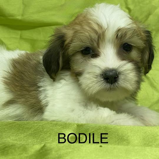 chiot Coton de tulear BODILE coton DISPONIBLE Domaine de la Chantelaie