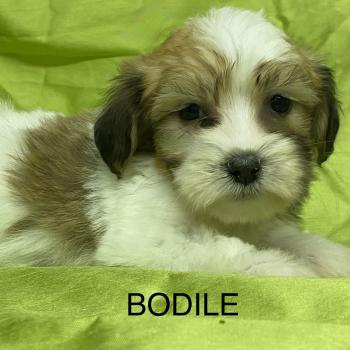 chiot Coton de tulear BODILE coton DISPONIBLE Domaine de la Chantelaie