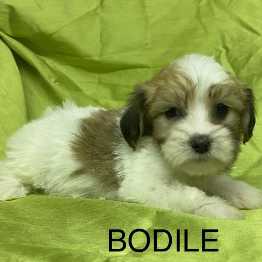 chiot Coton de tulear BODILE coton DISPONIBLE Domaine de la Chantelaie
