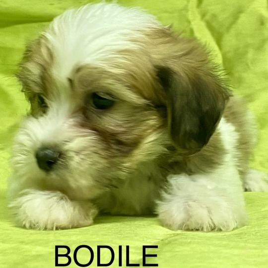 chiot Coton de tulear BODILE coton DISPONIBLE Domaine de la Chantelaie