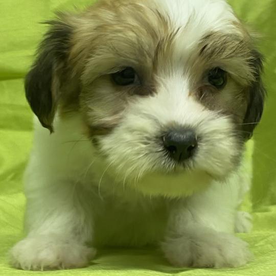 chiot Coton de tulear BODILE coton DISPONIBLE Domaine de la Chantelaie
