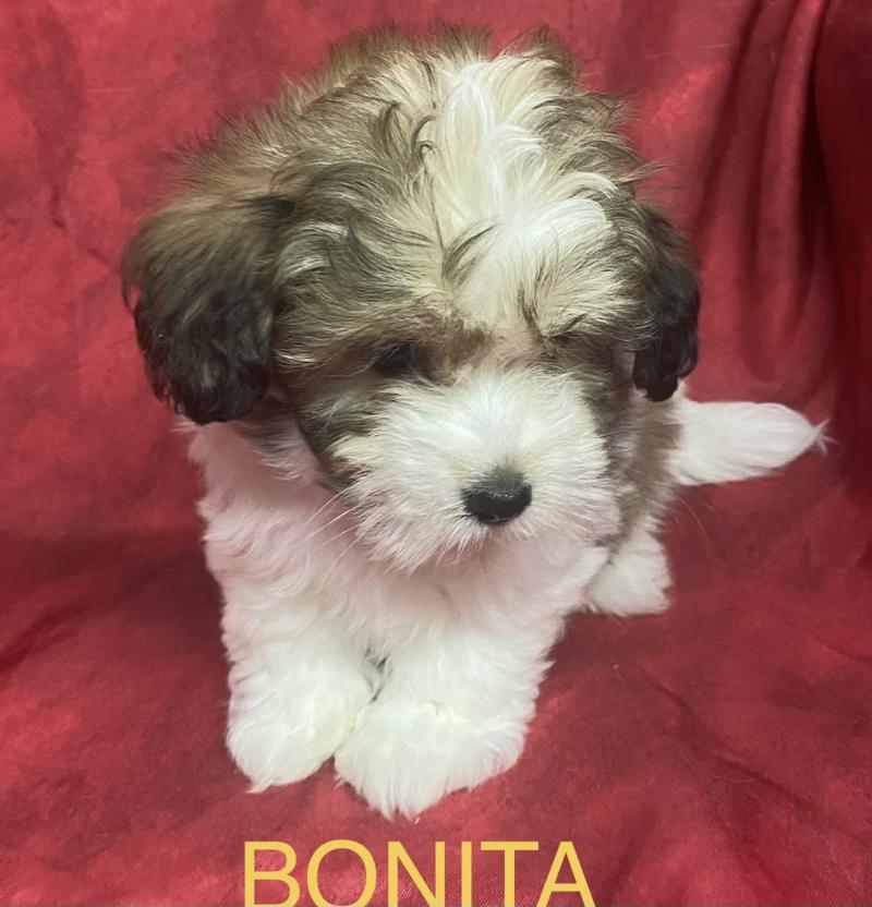 BONITA mini Coton disponible Femelle Coton de tulear