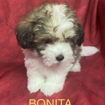 chiot Coton de tulear BONITA Coton disponible Domaine de la Chantelaie