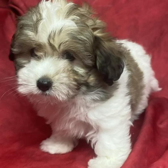 chiot Coton de tulear BONITA Coton disponible Domaine de la Chantelaie