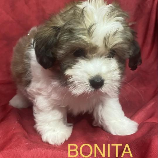 chiot Coton de tulear BONITA Coton disponible Domaine de la Chantelaie
