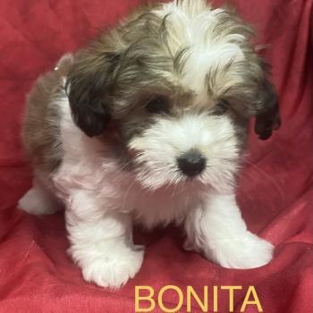 chiot Coton de tulear BONITA Coton disponible Domaine de la Chantelaie