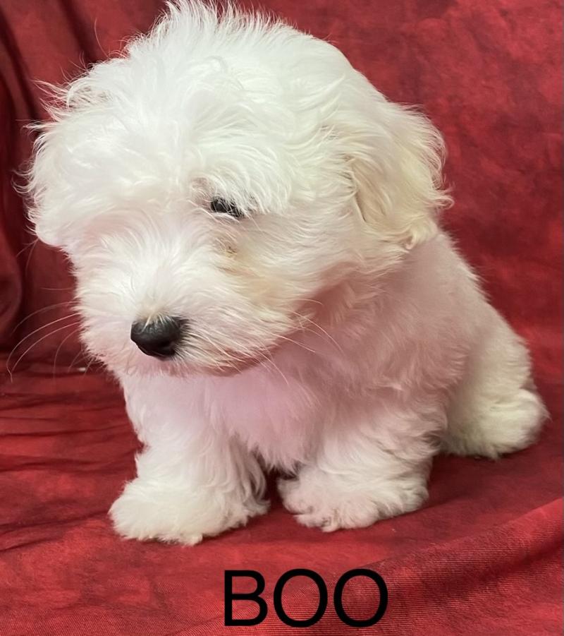 BOO coton LOF disponible Mâle Coton de tulear