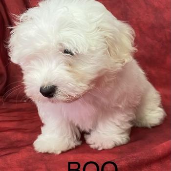chiot Coton de tulear BOO coton LOF disponible Domaine de la Chantelaie