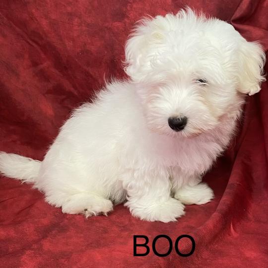 chiot Coton de tulear BOO coton LOF disponible Domaine de la Chantelaie
