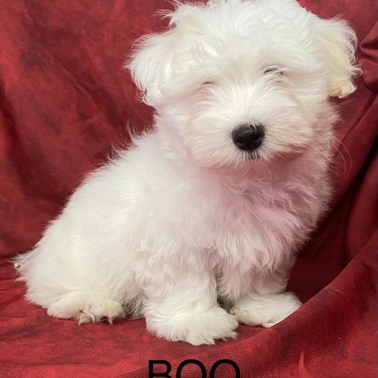 chiot Coton de tulear BOO coton LOF disponible Domaine de la Chantelaie