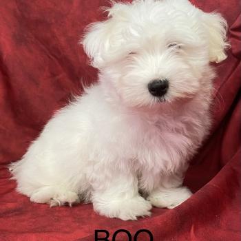 chiot Coton de tulear BOO coton LOF disponible Domaine de la Chantelaie