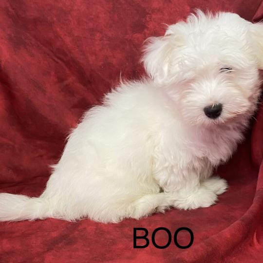 chiot Coton de tulear BOO coton LOF disponible Domaine de la Chantelaie