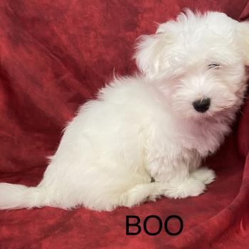 chiot Coton de tulear BOO coton LOF disponible Domaine de la Chantelaie