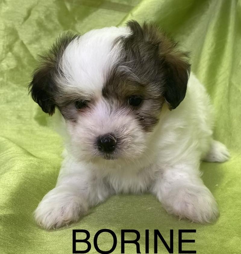 BORINE coton LOF disponible Femelle Coton de tulear