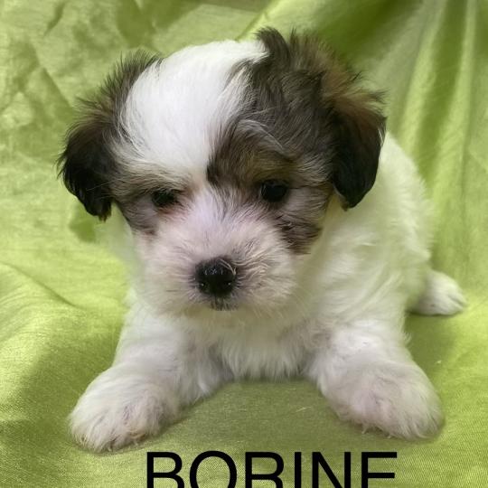 chiot Coton de tulear BORINE coton LOF disponible Domaine de la Chantelaie