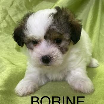 chiot Coton de tulear BORINE coton LOF disponible Domaine de la Chantelaie