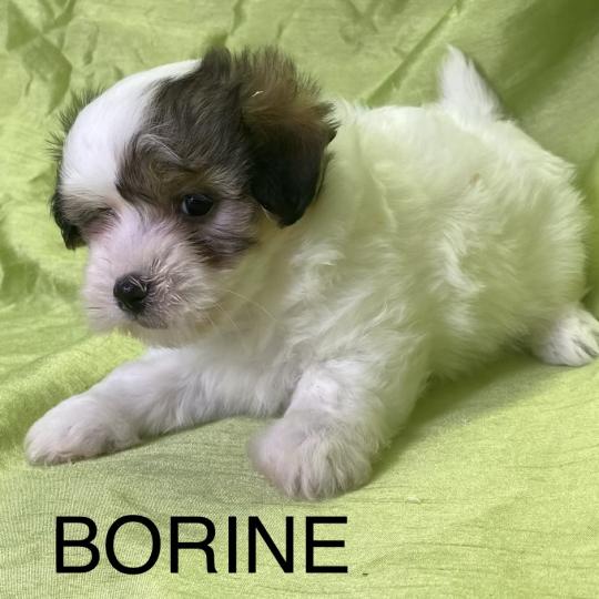 chiot Coton de tulear BORINE coton LOF disponible Domaine de la Chantelaie