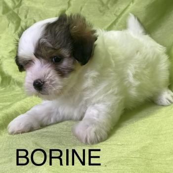 chiot Coton de tulear BORINE coton LOF disponible Domaine de la Chantelaie