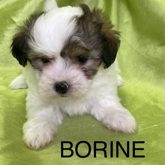 chiot Coton de tulear BORINE coton LOF disponible Domaine de la Chantelaie