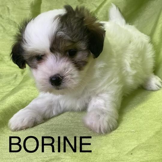 chiot Coton de tulear BORINE coton LOF disponible Domaine de la Chantelaie