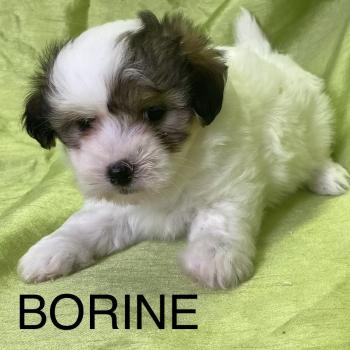 chiot Coton de tulear BORINE coton LOF disponible Domaine de la Chantelaie