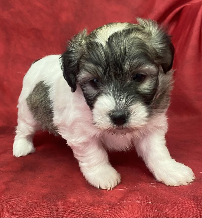 BIFANE coton LOF à réserver Femelle Coton de tulear