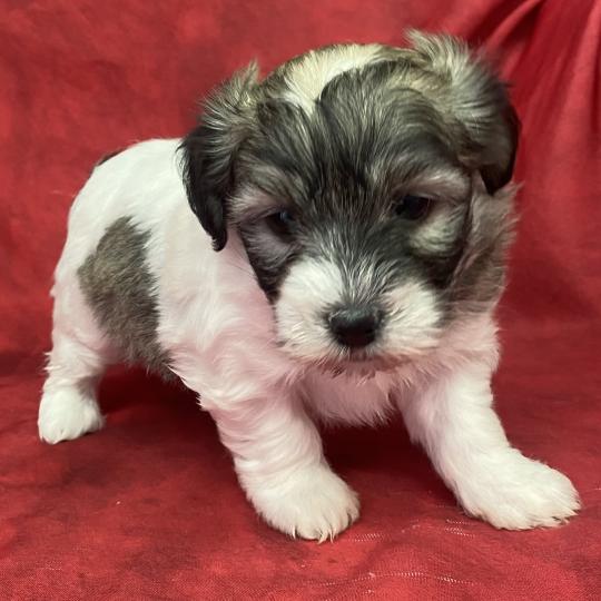 chiot Coton de tulear BIFANE coton LOF à réserver Domaine de la Chantelaie