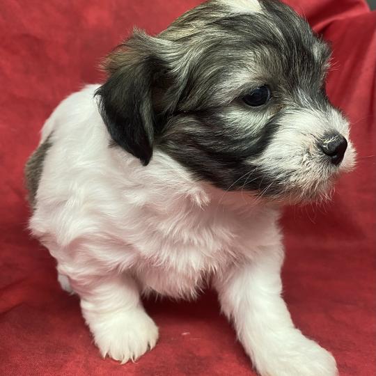 chiot Coton de tulear BIFANE coton LOF à réserver Domaine de la Chantelaie