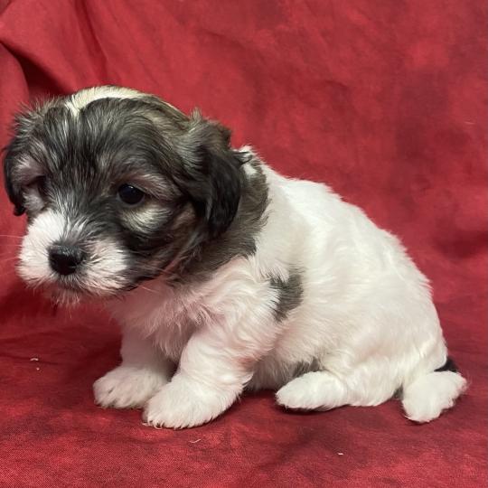 chiot Coton de tulear BIFANE coton LOF à réserver Domaine de la Chantelaie