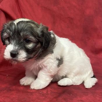 chiot Coton de tulear BIFANE coton LOF à réserver Domaine de la Chantelaie
