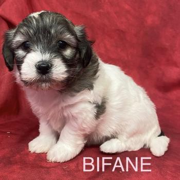 chiot Coton de tulear BIFANE coton LOF à réserver Domaine de la Chantelaie