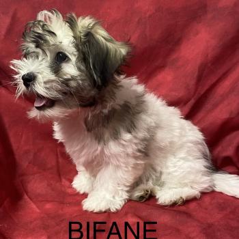 chiot Coton de tulear BIFANE coton LOF disponible Domaine de la Chantelaie