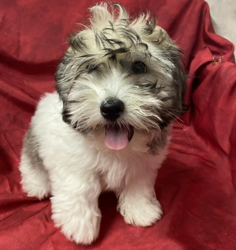 BIFANE coton LOF disponible Femelle Coton de tulear