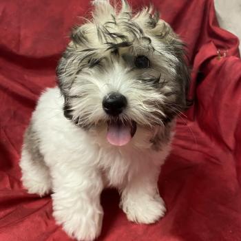 chiot Coton de tulear BIFANE coton LOF disponible Domaine de la Chantelaie